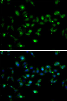 Immunofluorescence analysis of MCF7 cells using MORF4L1 Polyclonal Antibody