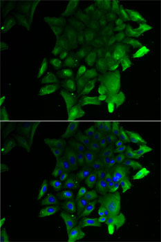 Immunofluorescence analysis of U2OS cells using SEPSECS Polyclonal Antibody