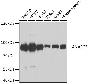 Western blot analysis of extracts of various cell lines using ANAPC5 Polyclonal Antibody at dilution of 1:1000.