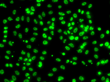 Immunofluorescence analysis of A549 cells using CSRNP1 Polyclonal Antibody
