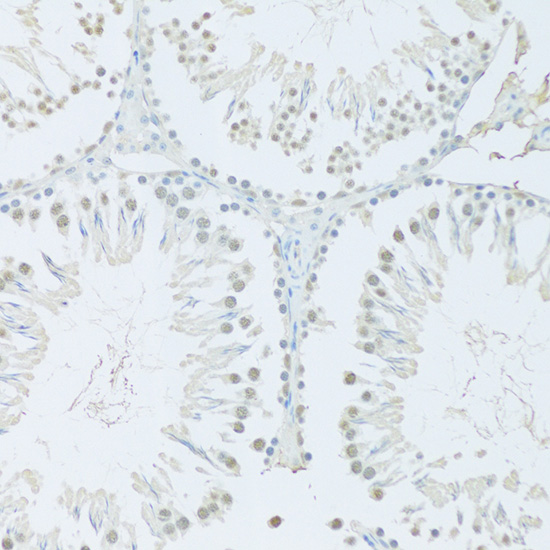 Immunohistochemistry of paraffin-embedded Rat testis using FIP1L1 Polyclonal Antibody at dilution of  1:100 (20x lens).