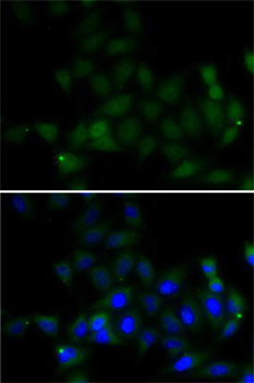 Immunofluorescence analysis of MCF7 cells using Histone H4 Polyclonal Antibody