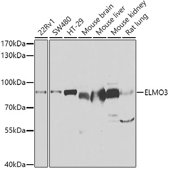 Western blot analysis of extracts of various cell lines using ELMO3 Polyclonal Antibody at dilution of 1:1000.