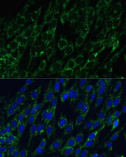 Immunofluorescence analysis of C6 cells using IDH2 Polyclonal Antibody at dilution of  1:100. Blue: DAPI for nuclear staining.