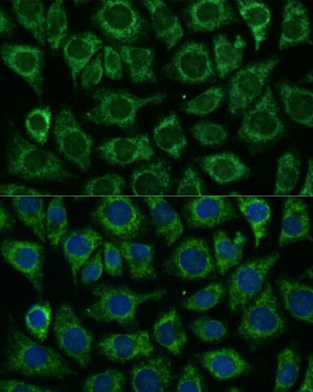 Immunofluorescence analysis of L929 cells using IDH2 Polyclonal Antibody at dilution of  1:100. Blue: DAPI for nuclear staining.