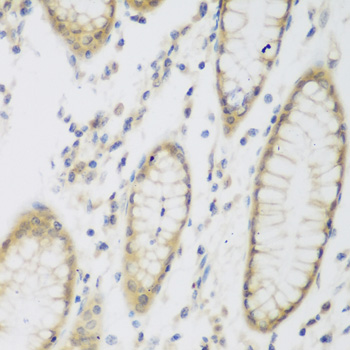 Immunohistochemistry of paraffin-embedded Human stomach using NAT8B Polyclonal Antibody at dilution of  1:200 (40x lens).