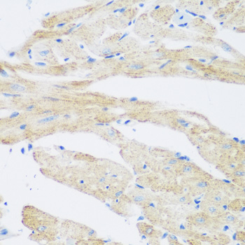 Immunohistochemistry of paraffin-embedded Mouse heart using NAT8B Polyclonal Antibody at dilution of  1:200 (40x lens).