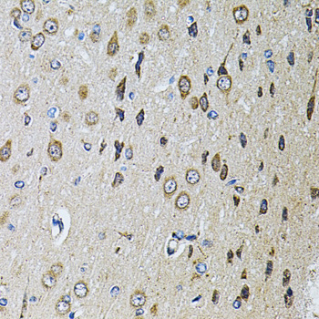 Immunohistochemistry of paraffin-embedded Rat brain using PTPRE Polyclonal Antibody at dilution of  1:100 (40x lens).