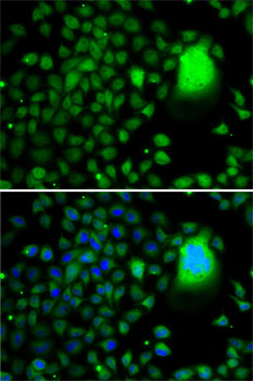 Immunofluorescence analysis of A-549 cells using TAF5 Polyclonal Antibody