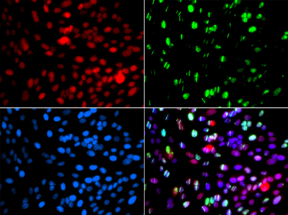 Immunofluorescence analysis of GFP-RNF168 transgenic U2OS cells using POLD3 Polyclonal Antibody