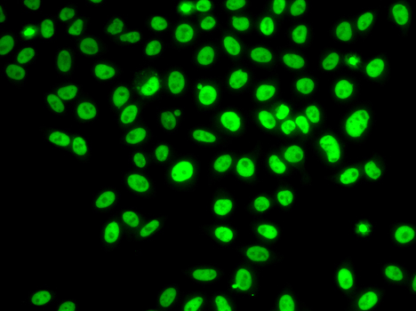 Immunofluorescence analysis of U2OS cells using POLD3 Polyclonal Antibody