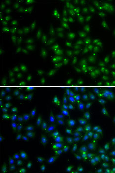 Immunofluorescence analysis of A-549 cells using DUSP22 Polyclonal Antibody