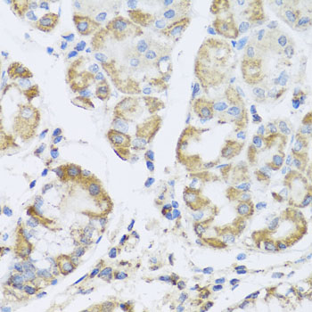 Immunohistochemistry of paraffin-embedded Human stomach using PRKAG1 Polyclonal Antibody at dilution of  1:100 (40x lens).
