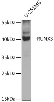 Western blot analysis of extracts of U-251MG cells using RUNX3 Polyclonal Antibody at dilution of 1:1000.