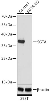 Western blot analysis of extracts from normal (control) and SGTA knockout (KO) 293T cells using SGTA Polyclonal Antibody at dilution of 1:1000.