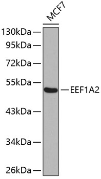 Western blot analysis of extracts of MCF-7 cells using EEF1A2 Polyclonal Antibody.