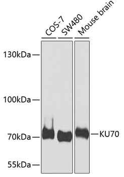 Western blot analysis of extracts of various cell lines using KU70 Polyclonal Antibody at dilution of 1:1000.