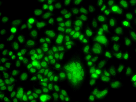 Immunofluorescence analysis of A549 cells using PPAN Polyclonal Antibody