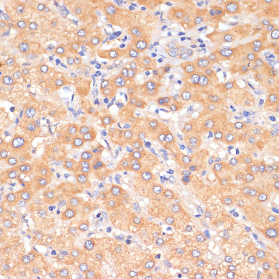 Immunohistochemistry of paraffin-embedded Human liver using PDCD2L Polyclonal Antibody at dilution of  1:100 (40x lens).