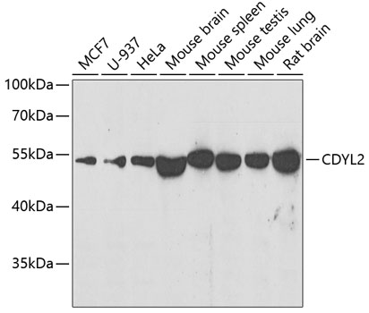 Western blot analysis of extracts of various cell lines using CDYL2 Polyclonal Antibody at dilution of 1:500.