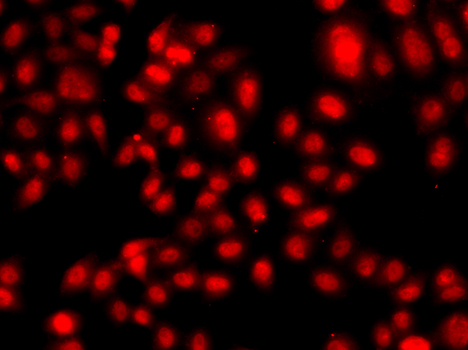 Immunofluorescence analysis of A549 cells using TEAD3 Polyclonal Antibody