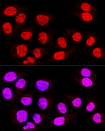 Confocal immunofluorescence analysis of U-2 OS cells using TEAD3 Polyclonal Antibody at dilution of  1:400. Blue: DAPI for nuclear staining.