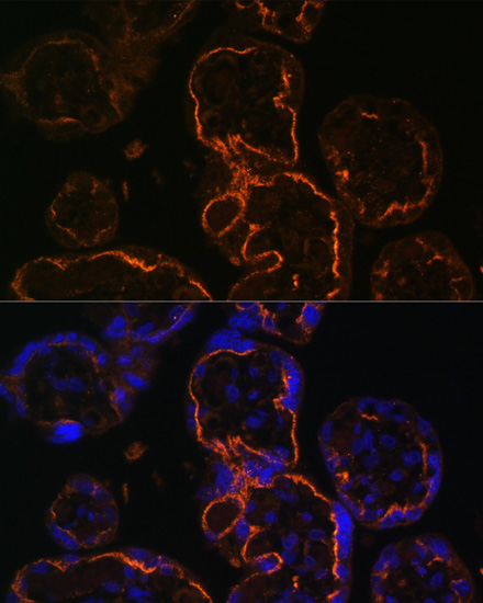 Immunofluorescence analysis of Human placenta cells using LDB3 Polyclonal Antibody at dilution of  1:100. Blue: DAPI for nuclear staining.