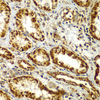 Immunohistochemistry of paraffin-embedded Human kidney using SMAD9 Polyclonal Antibody at dilution of  1:100 (40x lens).