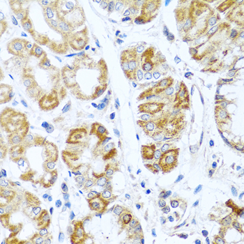 Immunohistochemistry of paraffin-embedded Human stomach using INHBC Polyclonal Antibody at dilution of  1:100 (40x lens).