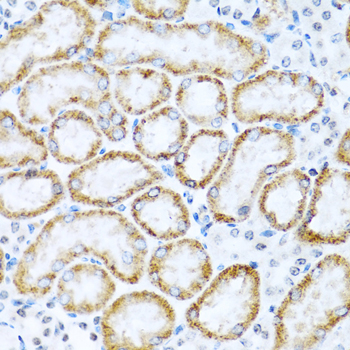 Immunohistochemistry of paraffin-embedded Mouse kidney using INHBC Polyclonal Antibody at dilution of  1:100 (40x lens).