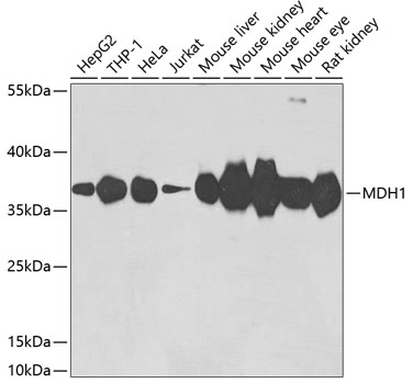 Western blot analysis of extracts of various cell lines using MDH1 Polyclonal Antibody at dilution of 1:3000.