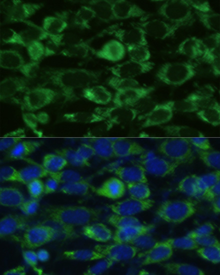 Immunofluorescence analysis of NIH-3T3 cells using GLUD1 Polyclonal Antibody at dilution of  1:100. Blue: DAPI for nuclear staining.