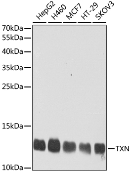 Western blot analysis of extracts of various cell lines using TXN Polyclonal Antibody at dilution of 1:1000.