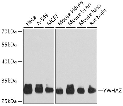Western blot analysis of extracts of various cell lines using YWHAZ Polyclonal Antibody at dilution of 1:1000.