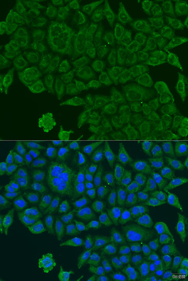 Immunofluorescence analysis of U2OS cells using BCS1L Polyclonal Antibody at dilution of  1:100. Blue: DAPI for nuclear staining.