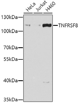 Western blot analysis of extracts of various cell lines using TNFRSF8 Polyclonal Antibody at dilution of 1:1000.