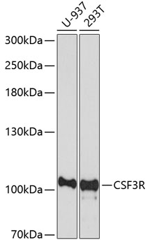 Western blot analysis of extracts of various cell lines using CSF3R Polyclonal Antibody at dilution of 1:1000.