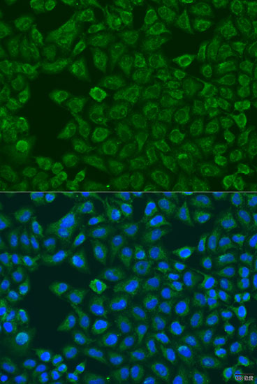 Immunofluorescence analysis of U2OS cells using FMO5 Polyclonal Antibody at dilution of  1:100. Blue: DAPI for nuclear staining.