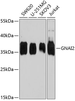 Western blot analysis of extracts of various cell lines using GNAI2 Polyclonal Antibody at dilution of 1:1000.