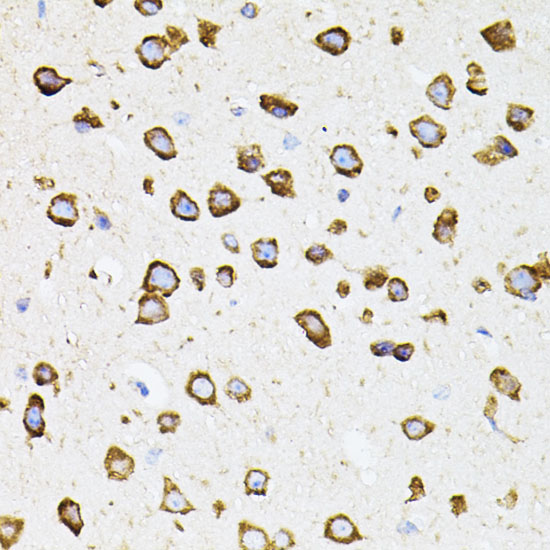 Immunohistochemistry of paraffin-embedded Mouse brain using IRF1 Polyclonal Antibody