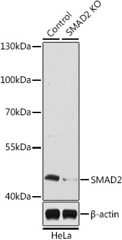 Western blot analysis of extracts from normal (control) and SMAD2 knockout (KO) HeLa cells using SMAD2 Polyclonal Antibody at dilution of 1:1000.
