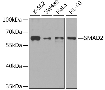 Western blot analysis of extracts of various cell lines using SMAD2 Polyclonal Antibody at dilution of 1:1000.