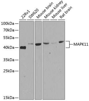 Western blot analysis of extracts of various cell lines using MAPK11 Polyclonal Antibody at dilution of 1:500.