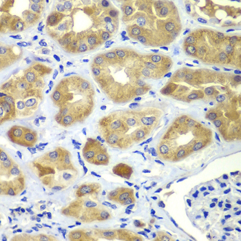 Immunohistochemistry of paraffin-embedded Human kidney using SHC1 Polyclonal Antibody at dilution of  1:100 (40x lens).