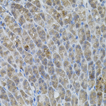 Immunohistochemistry of paraffin-embedded Mouse stomach using UBE2A Polyclonal Antibody