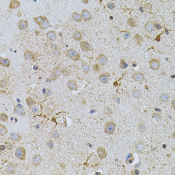 Immunohistochemistry of paraffin-embedded Mouse brain using NAT8 Polyclonal Antibody