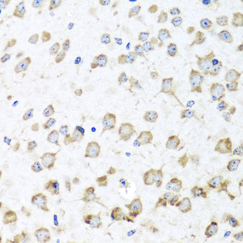 Immunohistochemistry of paraffin-embedded Mouse brain using RPL36 Polyclonal Antibody at dilution of  1:100 (40x lens).