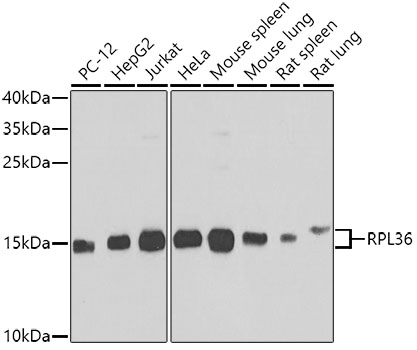 Western blot analysis of extracts of various cell lines using RPL36 Polyclonal Antibody at dilution of 1:1000.