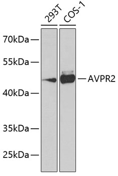 Western blot analysis of extracts of various cell lines using AVPR2 Polyclonal Antibody at dilution of 1:1000.