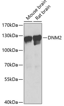 Western blot analysis of extracts of various cell lines using DNM2 Polyclonal Antibody at dilution of 1:1000.